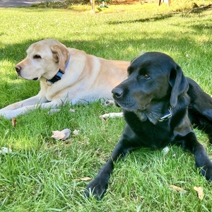 WALTER THE WEATHER DOG